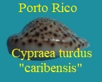 Cypraea turdus « caribensis » 